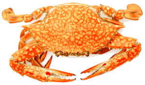 Steamed Crabs